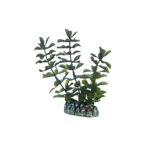 Dohse HOBBY Bacopa 13 cm