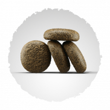 Josera Lachs & Kartoffel 900 g (Menge: 5 je Bestelleinheit)