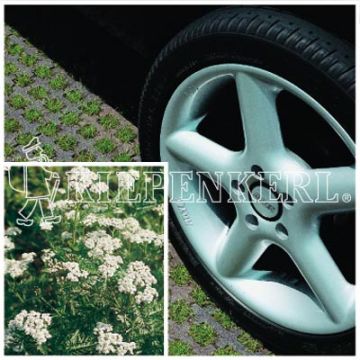 Kiepenkerl RSM 5.1.1 Parkplatzrasen mit 2 % Achillea 10 kg Kiepenkerl RSM 5.1.1 Parkplatzrasen mit 2 % Achillea 10 kg