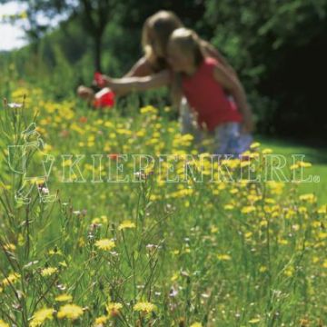 Kiepenkerl RSM 7.2.2 Landschaftsrasen Trockenlagen mit Kräutern 10 kg Kiepenkerl RSM 7.2.2 Landschaftsrasen Trockenlagen mit Kräutern 10 kg