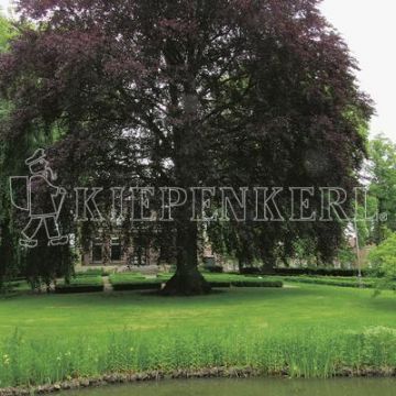 Kiepenkerl RSM 7.3.1 Landschaftsrasen Feuchtlagen 10 kg Kiepenkerl RSM 7.3.1 Landschaftsrasen Feuchtlagen 10 kg